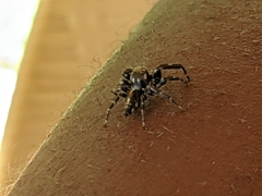Salticidae
