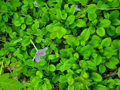 Phlox stolonifera