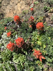 Castilleja mendocinensis