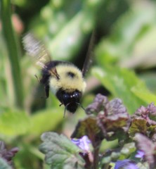 Bombus bimaculatus