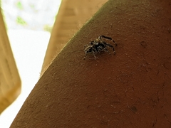 Salticidae