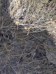 Porophyllum scoparium