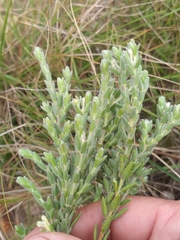 Gnidia nodiflora