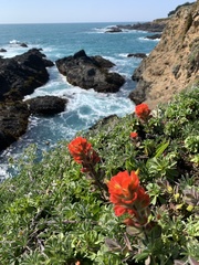 Castilleja mendocinensis
