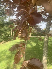 Fagus sylvatica