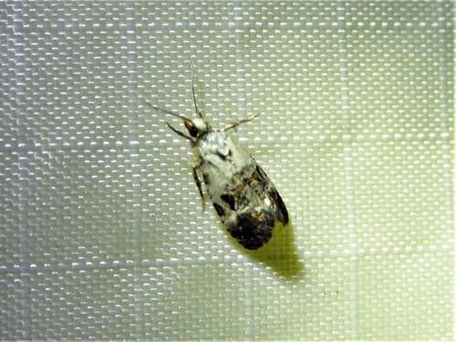 Black-tipped Rudenia Moth photo 4