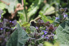 Bombus bimaculatus