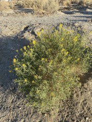 Cleomella palmeri