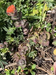 Castilleja mendocinensis