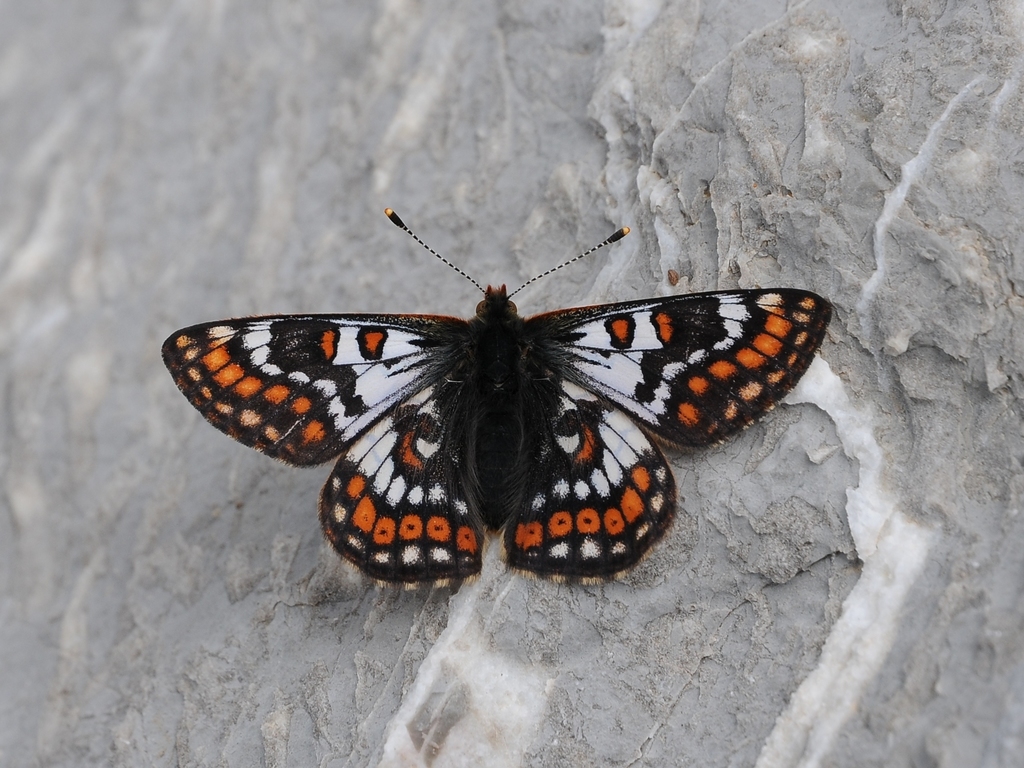 Hypodryas cynthia