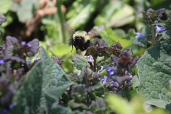 Bombus bimaculatus