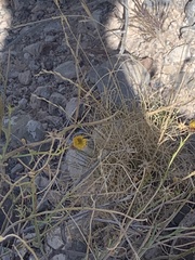 Porophyllum scoparium