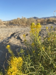 Cleomella palmeri