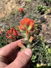 Castilleja mendocinensis