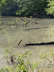 Trachemys scripta scripta