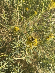 Cleomella palmeri
