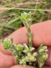 Gnidia nodiflora