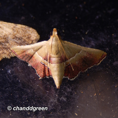 Endotricha repandalis