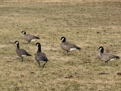 Branta hutchinsii