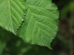 Rubus corylifolius