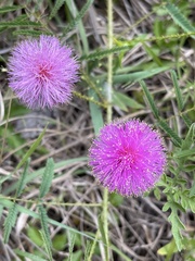 Mimosa hystricina