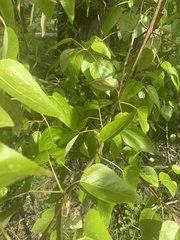 Populus trichocarpa