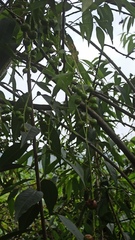 Prunus serotina capuli