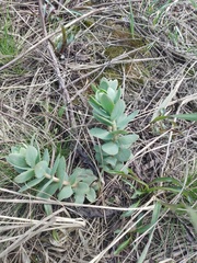 Hylotelephium maximum ruprechtii