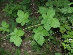 Rubus corylifolius