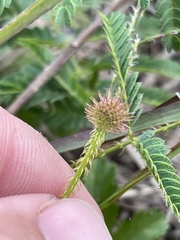 Mimosa hystricina