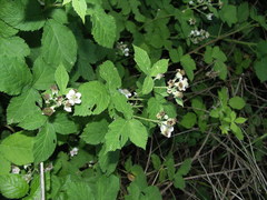 Rubus corylifolius