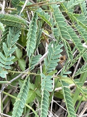 Mimosa hystricina