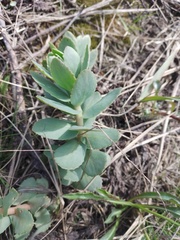 Hylotelephium maximum ruprechtii