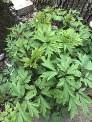 Lamprocapnos spectabilis