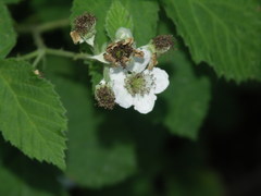 Rubus corylifolius