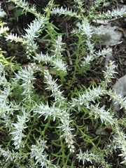 Sedum pulchellum