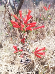 Bouvardia ternifolia