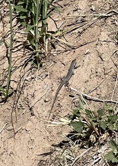 Aspidoscelis uniparens