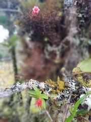 Fernandezia