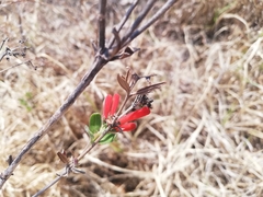 Bouvardia ternifolia