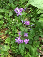 Phlox stolonifera
