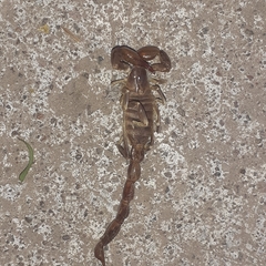 Timogenes elegans
