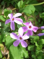 Phlox stolonifera