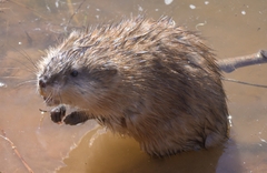 Ondatra zibethicus