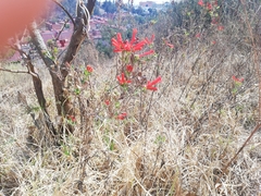 Bouvardia ternifolia