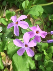 Phlox stolonifera