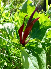 Trillium angustipetalum