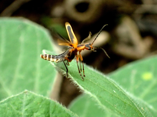 Margined Leatherwing Beetle, photo 7 of 8