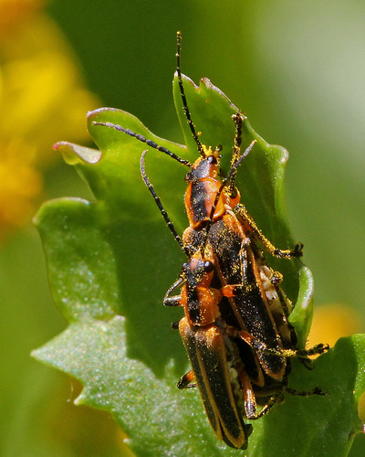 Margined Leatherwing Beetle, photo 6 of 8