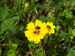 Chasmatopterus villosulus